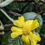 Cochlospermum orinocense Flower