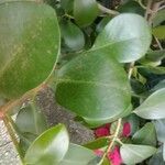 Clusia rosea 葉
