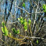 Enkianthus campanulatus 葉