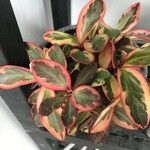 Peperomia tricolor Leaf