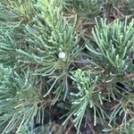 Juniperus chinensis Folha