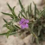Dyschoriste schiedeana 花
