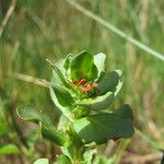 Lythrum borysthenicum Характер