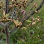 Hesperis tristis Flor