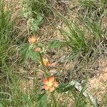 Sphaeralcea fendleri Flower