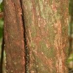 Duroia longiflora 樹皮