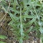 Cirsium tuberosum पत्ता