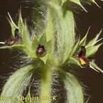 Sideritis montana Flower