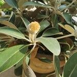 Pachystegia insignis Flor
