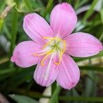 Zephyranthes carinata Blüte