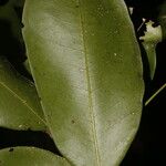 Swartzia simplex Blad