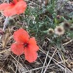 Papaver dubiumFlower