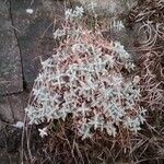 Cerastium biebersteinii 花