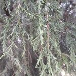 Juniperus procera Φύλλο