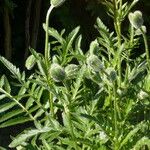 Papaver orientale Leaf