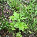 Ranunculus recurvatus Leaf