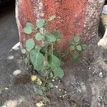 Porophyllum ruderale Листок