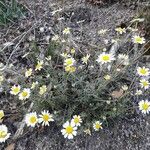 Anthemis cretica Habitus