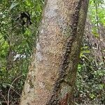 Dendropanax cuneatus Bark