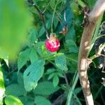 Rubus idaeusFrutto