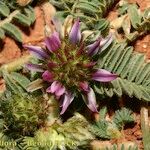 Astragalus stella Habit