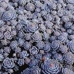 Orostachys boehmeri Συνήθη χαρακτηριστικά