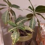 Codiaeum variegatum Листок