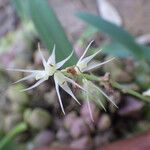 Bulbophyllum schimperianum