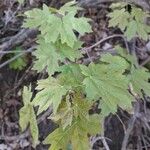 Acer glabrum Blatt