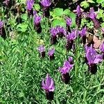 Lavandula stoechas Blüte