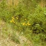 Krigia dandelion Habitus