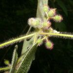 Miconia crenata Leaf