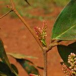 Julbernardia seretii Flor