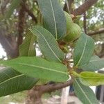 Ficus racemosa Leaf