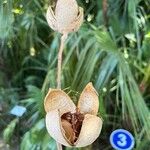 Swietenia macrophylla Fruit