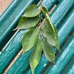 Zelkova serrata Leaf