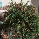 Juniperus squamata Fulla