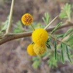 Acacia nilotica 花