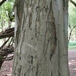 Carpinus betulusBark