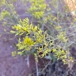 Gutierrezia microcephala Leaf
