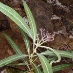 Psychotria ferdinandi-muelleri Hábito