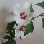 Hibiscus syriacusΛουλούδι