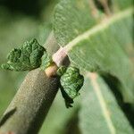 Salix aurita Bark