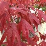 Acer palmatumLehti