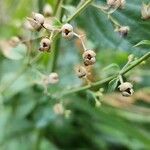 Scrophularia oblongifolia Frukt