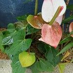 Anthurium scherzerianumBlad