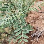 Sophora alopecuroides Leaf