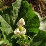 Lagenaria siceraria Flower