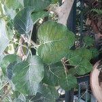 Ficus abutilifolia Leaf