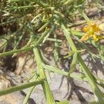 Genista fasselata Jani